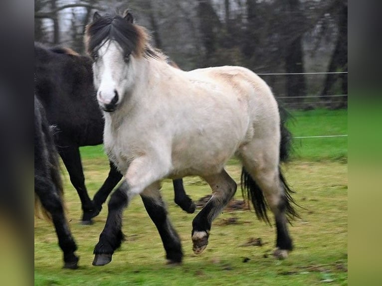 Pony Islandese Giumenta 7 Anni 140 cm Pelle di daino in Land-Übelbach