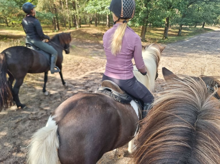Pony Islandese Giumenta 7 Anni 140 cm Pezzato in Dreumel