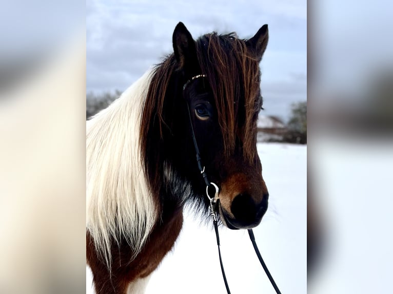 Pony Islandese Giumenta 7 Anni 140 cm Pezzato in Hohenfelde bei Kiel