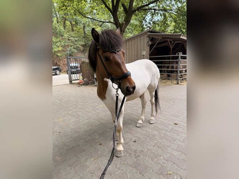 Pony Islandese Giumenta 7 Anni 140 cm Pezzato in Klingenberg am Main