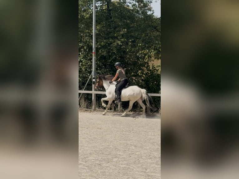 Pony Islandese Giumenta 7 Anni 140 cm Pezzato in Klingenberg am Main