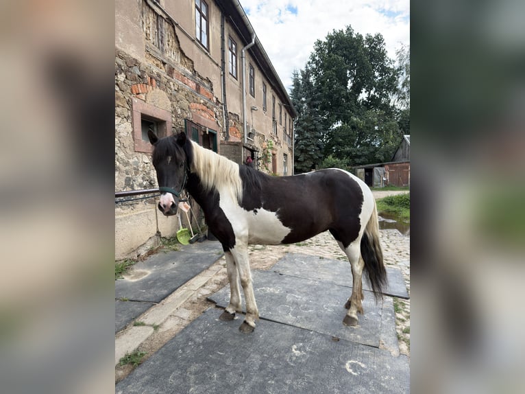 Pony Islandese Giumenta 7 Anni 140 cm Pezzato in Colditz