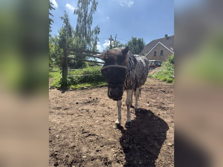 Pony Islandese Giumenta 7 Anni 140 cm Pezzato in Colditz