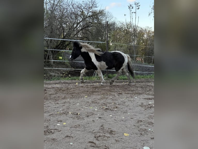 Pony Islandese Giumenta 7 Anni 140 cm Pezzato in Colditz