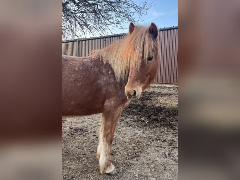 Pony Islandese Giumenta 7 Anni 140 cm Sauro in Schöneberg Kübelberg