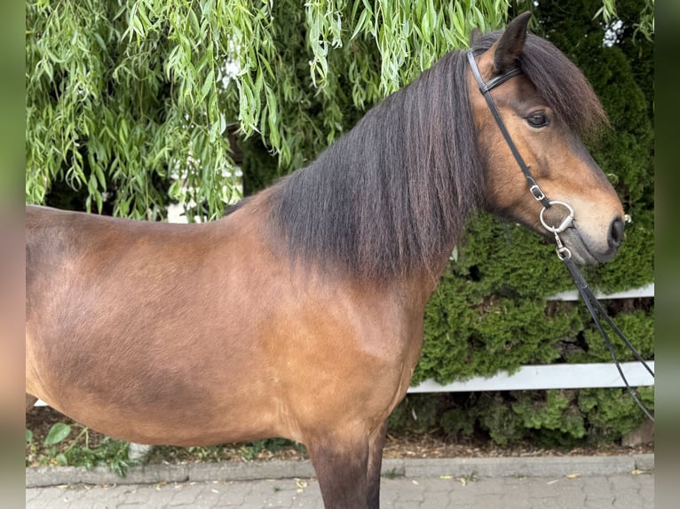 Pony Islandese Giumenta 7 Anni 141 cm Baio in Lochen am See