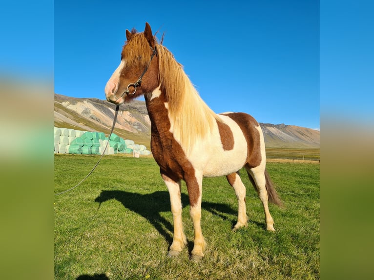 Pony Islandese Giumenta 7 Anni 141 cm Pezzato in Snæfellsbæ