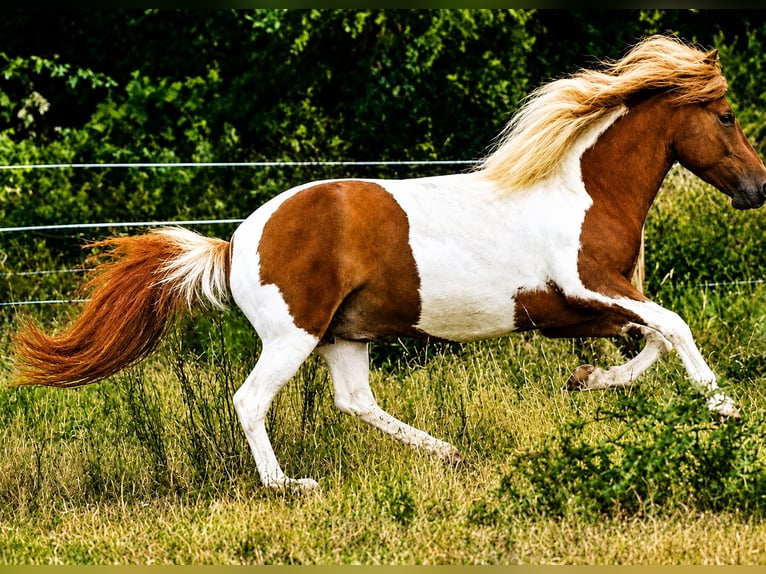 Pony Islandese Giumenta 7 Anni 142 cm Pezzato in Blieskastel