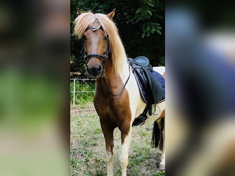 Pony Islandese Giumenta 7 Anni 142 cm Pezzato in Blieskastel