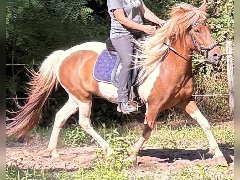 Pony Islandese Giumenta 7 Anni 142 cm Pezzato in Blieskastel