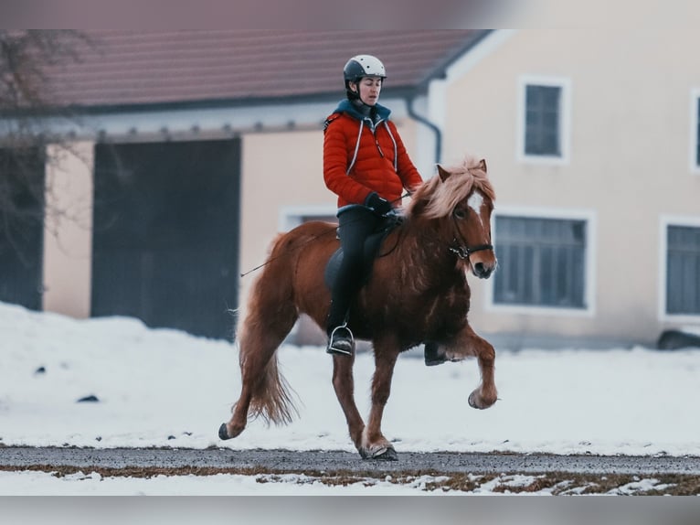 Pony Islandese Giumenta 7 Anni 142 cm Sauro in Taufkirchen an der Trattnach