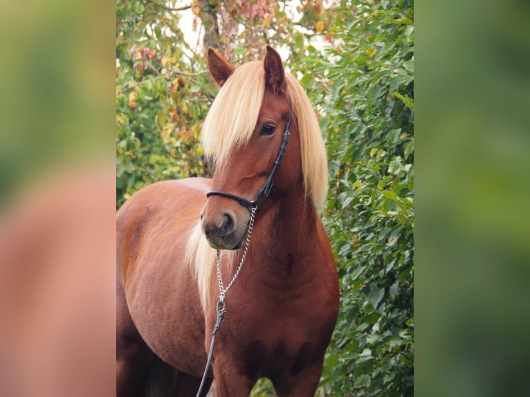 Pony Islandese Giumenta 7 Anni 142 cm Sauro in Kümbdchen
