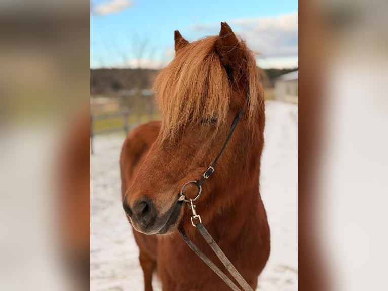 Pony Islandese Giumenta 7 Anni 142 cm Sauro ciliegia in Unterbronnen