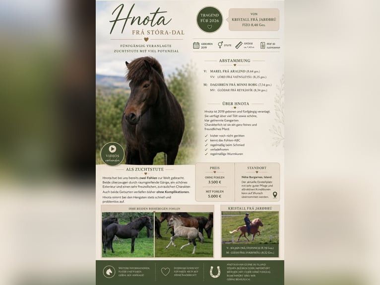 Pony Islandese Giumenta 7 Anni 143 cm Baio in Borgarnes