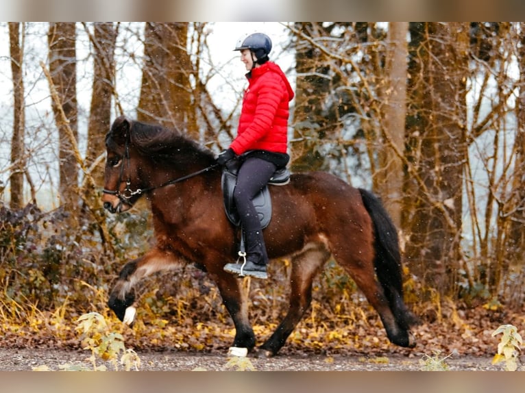 Pony Islandese Giumenta 7 Anni 144 cm Baio in Taufkirchen an der Trattnach