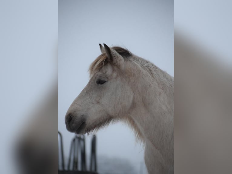 Pony Islandese Giumenta 7 Anni 144 cm in Blunk