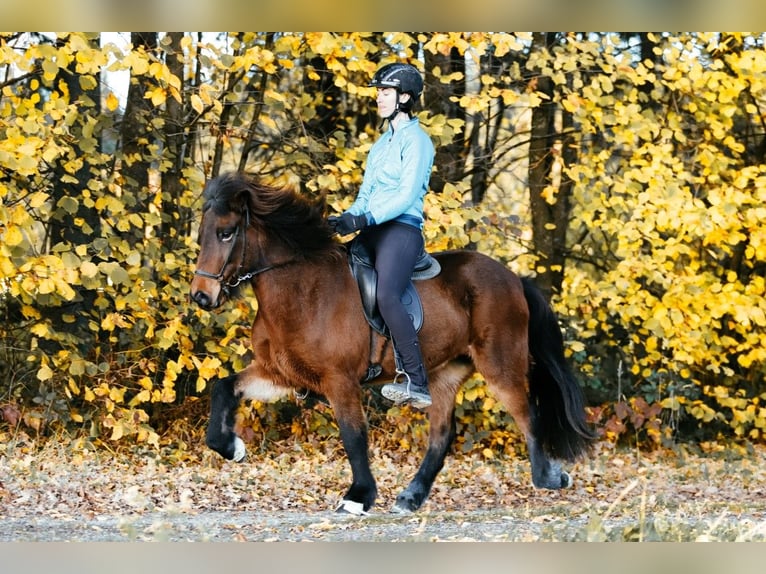 Pony Islandese Giumenta 7 Anni 145 cm Baio in Taufkirchen an der Trattnach