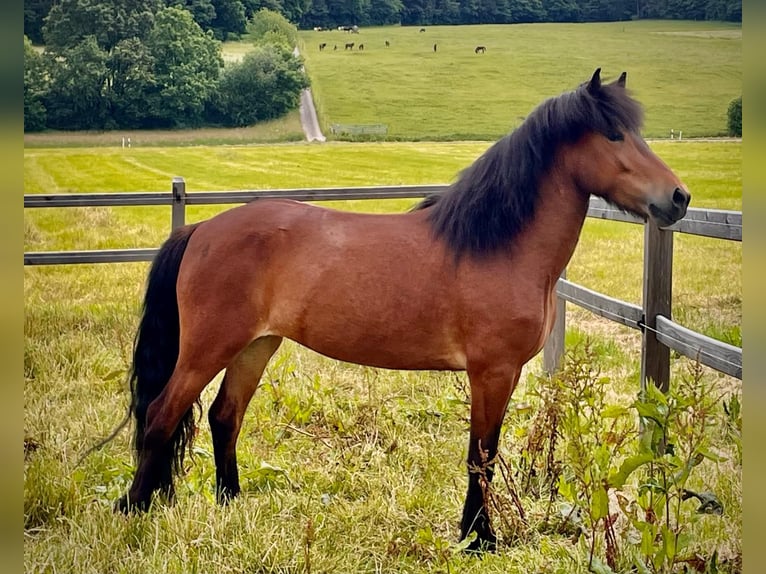 Pony Islandese Giumenta 7 Anni 145 cm Baio in Reussegg, Sins