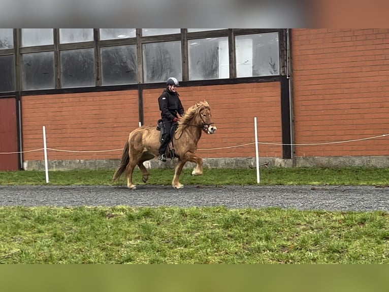 Pony Islandese Giumenta 7 Anni 145 cm Falbo in Soltau