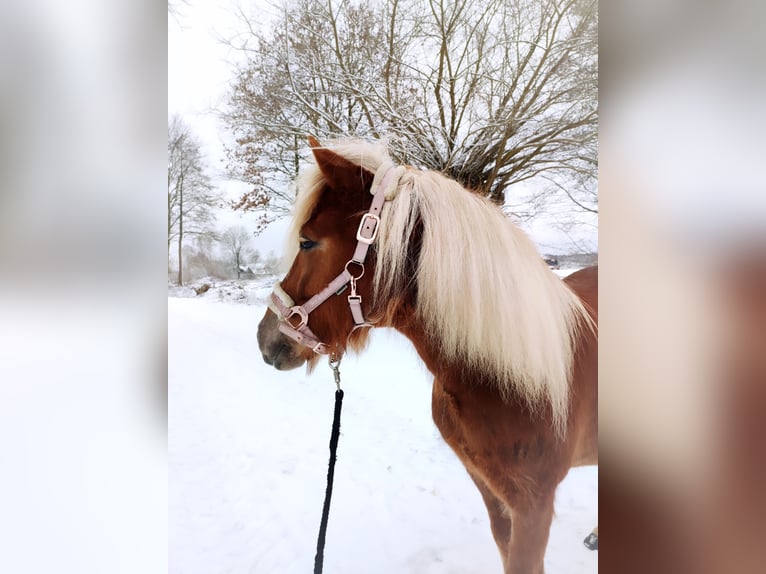 Pony Islandese Giumenta 7 Anni 146 cm Sauro in Lehmrade