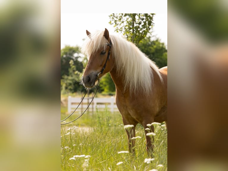 Pony Islandese Giumenta 7 Anni 146 cm Sauro in Lehmrade