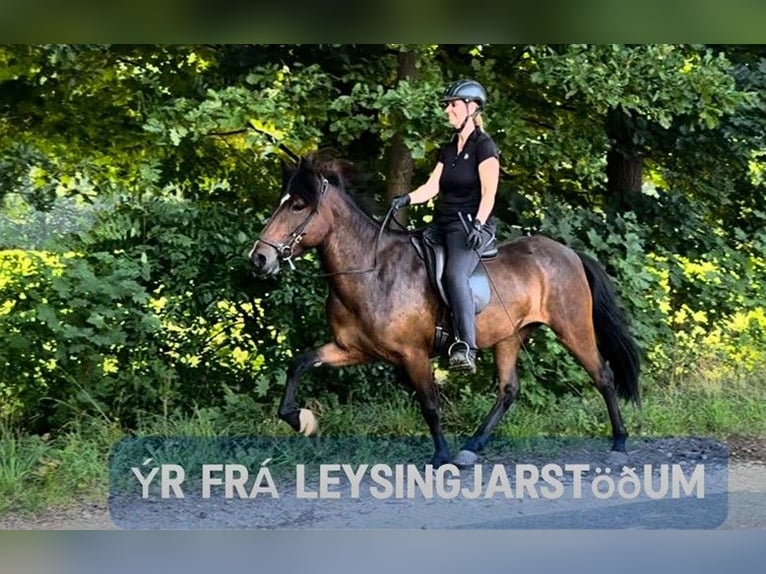 Pony Islandese Giumenta 7 Anni 147 cm Baio in Schneverdingen