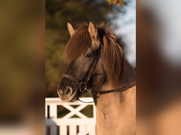 Pony Islandese Giumenta 7 Anni 153 cm Falbo in Lehmrade