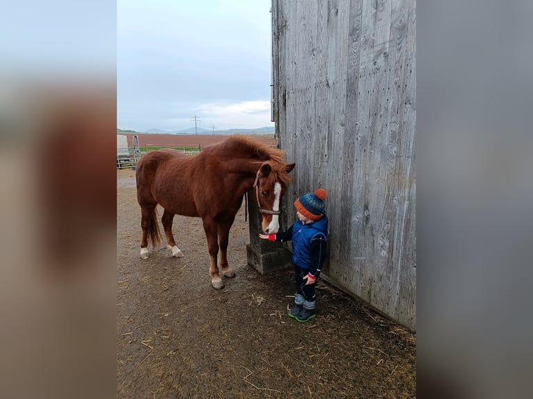 Pony Islandese Giumenta 7 Anni in H&#xFC;nfeld