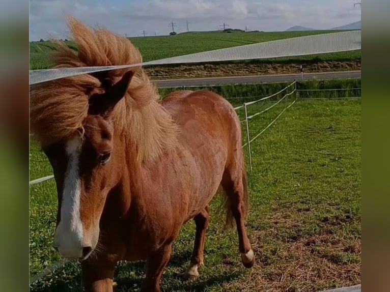 Pony Islandese Giumenta 7 Anni in H&#xFC;nfeld