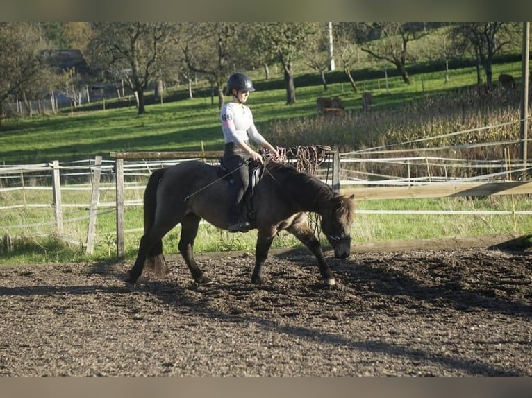 Pony Islandese Giumenta 8 Anni 130 cm Pelle di daino in Emmendingen