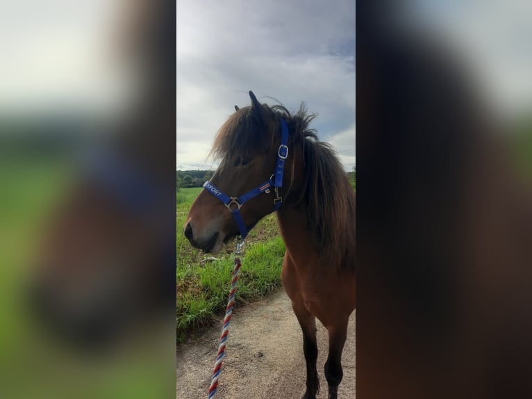 Pony Islandese Giumenta 8 Anni 132 cm Baio in Emmendingen