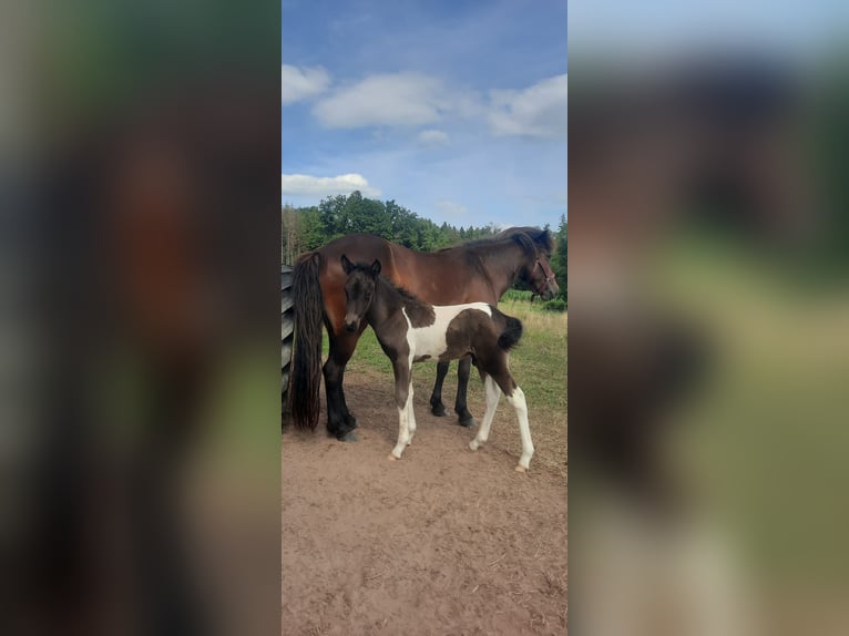 Pony Islandese Giumenta 8 Anni 132 cm Baio in Emmendingen