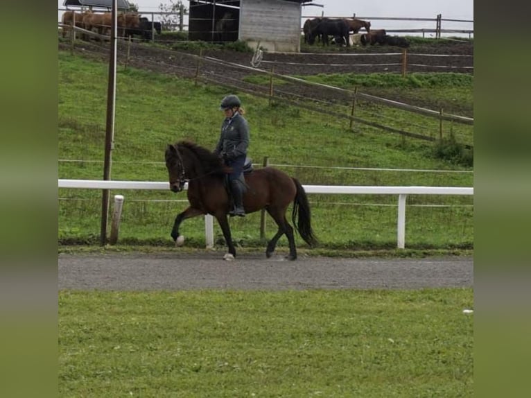 Pony Islandese Giumenta 8 Anni 132 cm Baio in Emmendingen