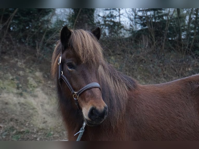 Pony Islandese Giumenta 8 Anni 132 cm Baio in Emmendingen