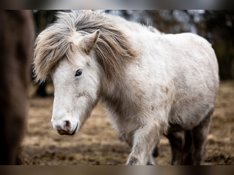 Pony Islandese Giumenta 8 Anni 133 cm Grigio in Blåvand