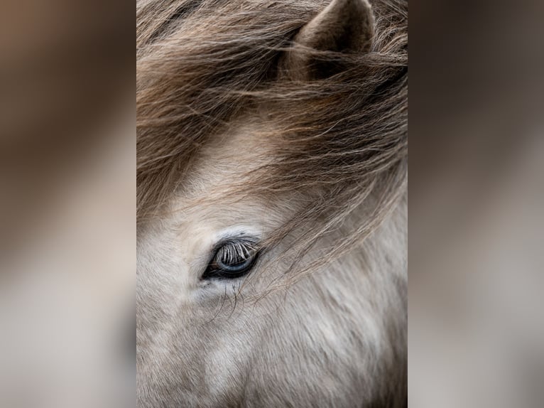 Pony Islandese Giumenta 8 Anni 133 cm Grigio in Blåvand