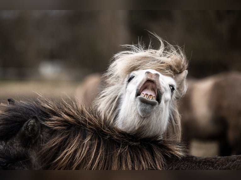 Pony Islandese Giumenta 8 Anni 133 cm Grigio in Blåvand