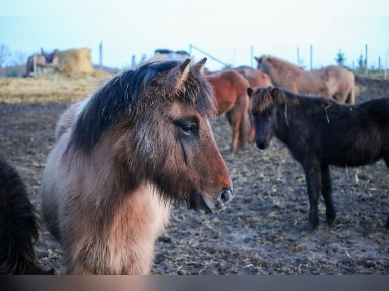 Pony Islandese Giumenta 8 Anni 135 cm Falbo in Oberstenfeld