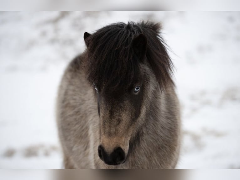 Pony Islandese Giumenta 8 Anni 135 cm Pelle di daino in Einbeck