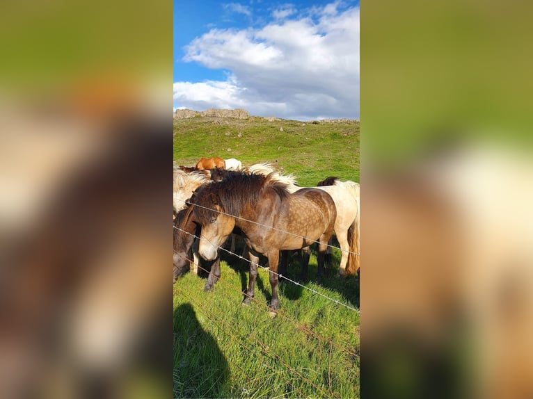 Pony Islandese Giumenta 8 Anni 135 cm Pelle di daino in Einbeck