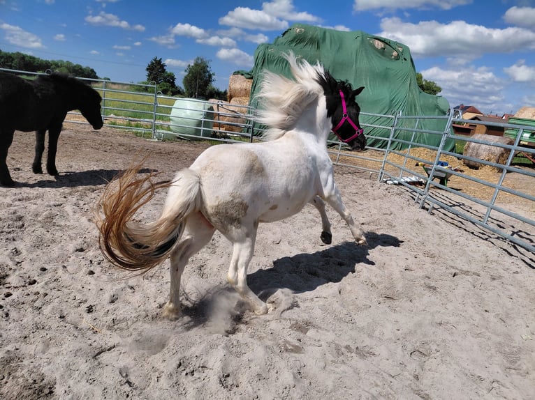 Pony Islandese Giumenta 8 Anni 135 cm Pezzato in Kandel