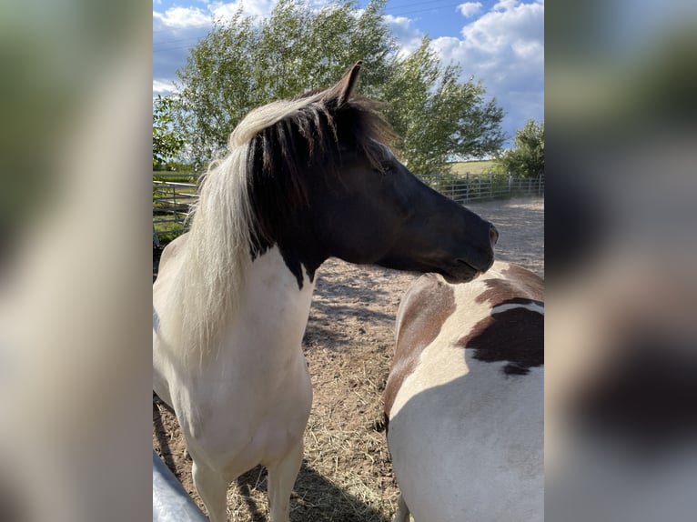 Pony Islandese Giumenta 8 Anni 136 cm Pezzato in Kandel