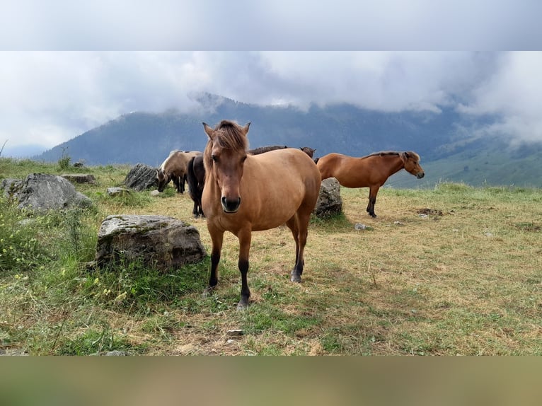 Pony Islandese Giumenta 8 Anni 137 cm Falbo in sciez