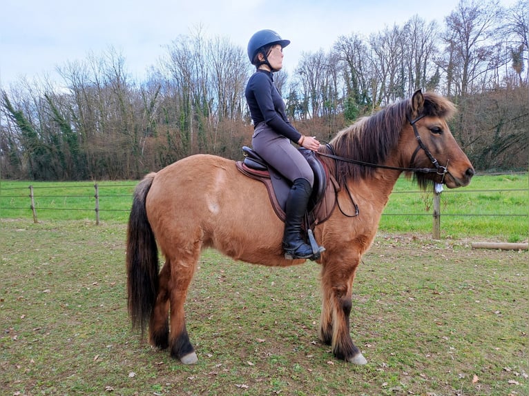 Pony Islandese Giumenta 8 Anni 137 cm Falbo in sciez