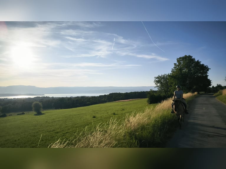 Pony Islandese Giumenta 8 Anni 137 cm Falbo in sciez