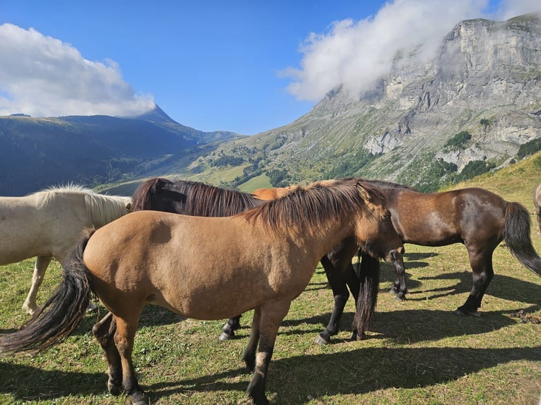 Pony Islandese Giumenta 8 Anni 137 cm Falbo in sciez