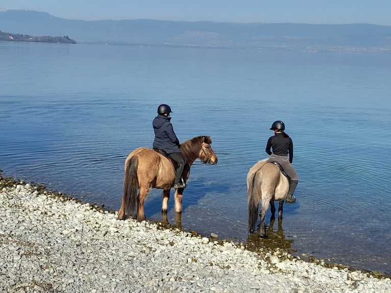 Pony Islandese Giumenta 8 Anni 137 cm Falbo in sciez
