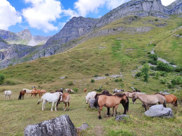 Pony Islandese Giumenta 8 Anni 137 cm Falbo in sciez