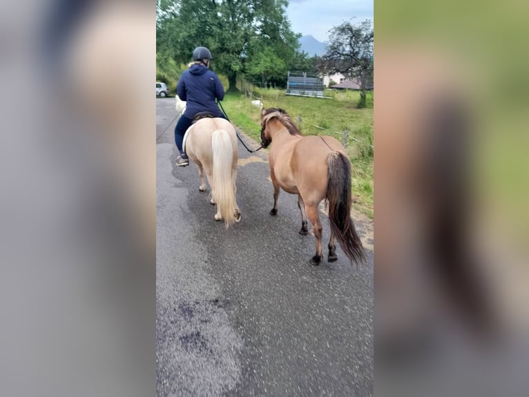 Pony Islandese Giumenta 8 Anni 137 cm Falbo in sciez