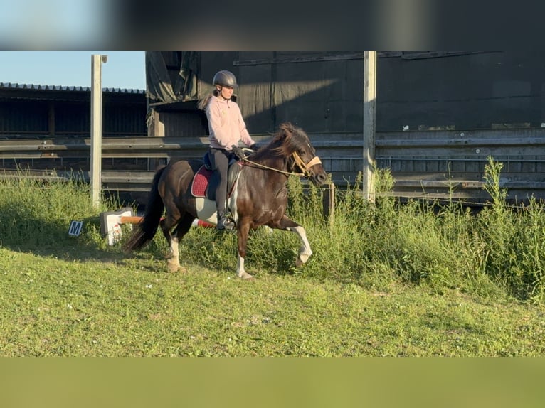 Pony Islandese Giumenta 8 Anni 138 cm Pezzato in Tating